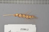 Click for 1 image(s) for this accession. Spike